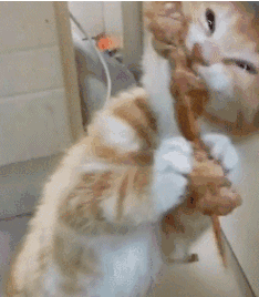 猫咪到底有多馋?