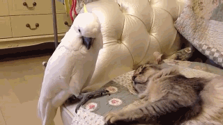 猫咪动动鼻子，继