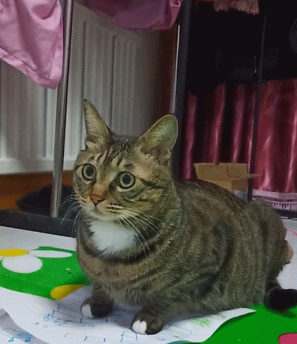 憨态可掬的小萌猫,这傻乎乎的小表情,真是呆萌又可爱!