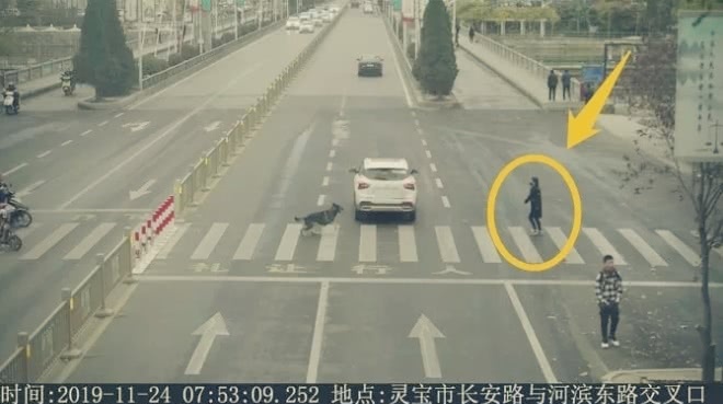 宠物过斑马线让不让 小学生 那可是一条生命 官方这样回应 看点快报