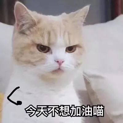 猫咪表情包|今天不想加油喵 突然娇羞 我要一个亲亲 我是不是马上要死