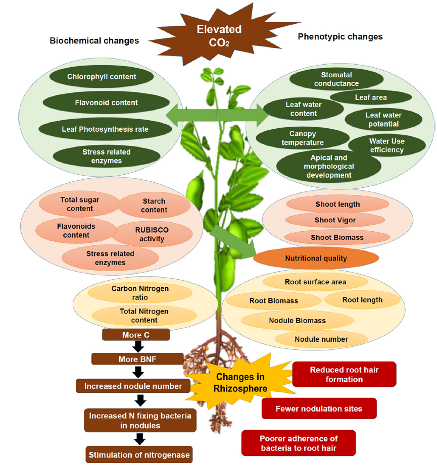 一个用于在气候变化下改善豆科植物对高二氧化碳反应的综合研究框架 看点快报