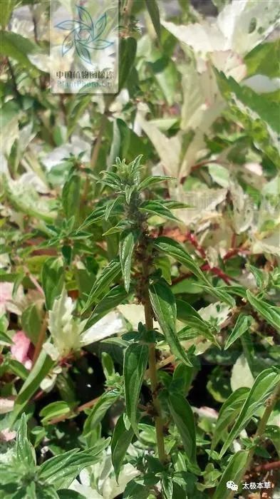 拔脓膏,见过吗?清热利湿,解毒排脓.用于痢疾,肠炎,尿路感染