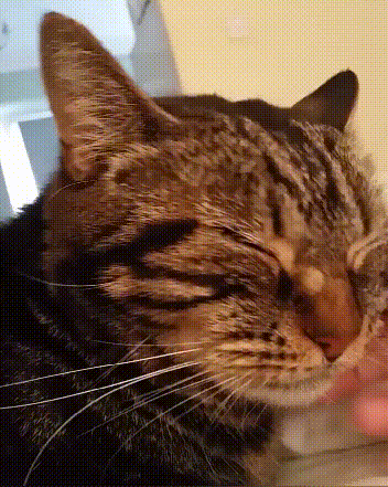 352_441 竖版 竖屏