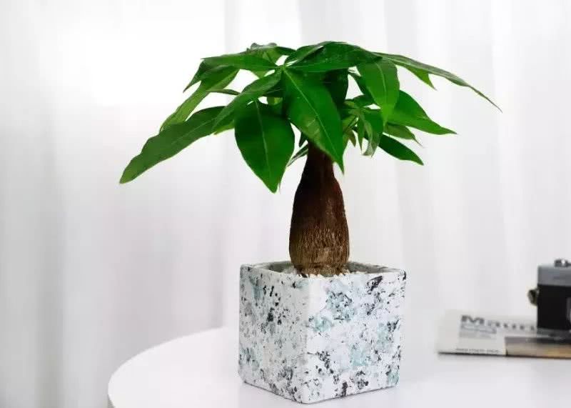 十二生肖专属幸运植物 看点快报