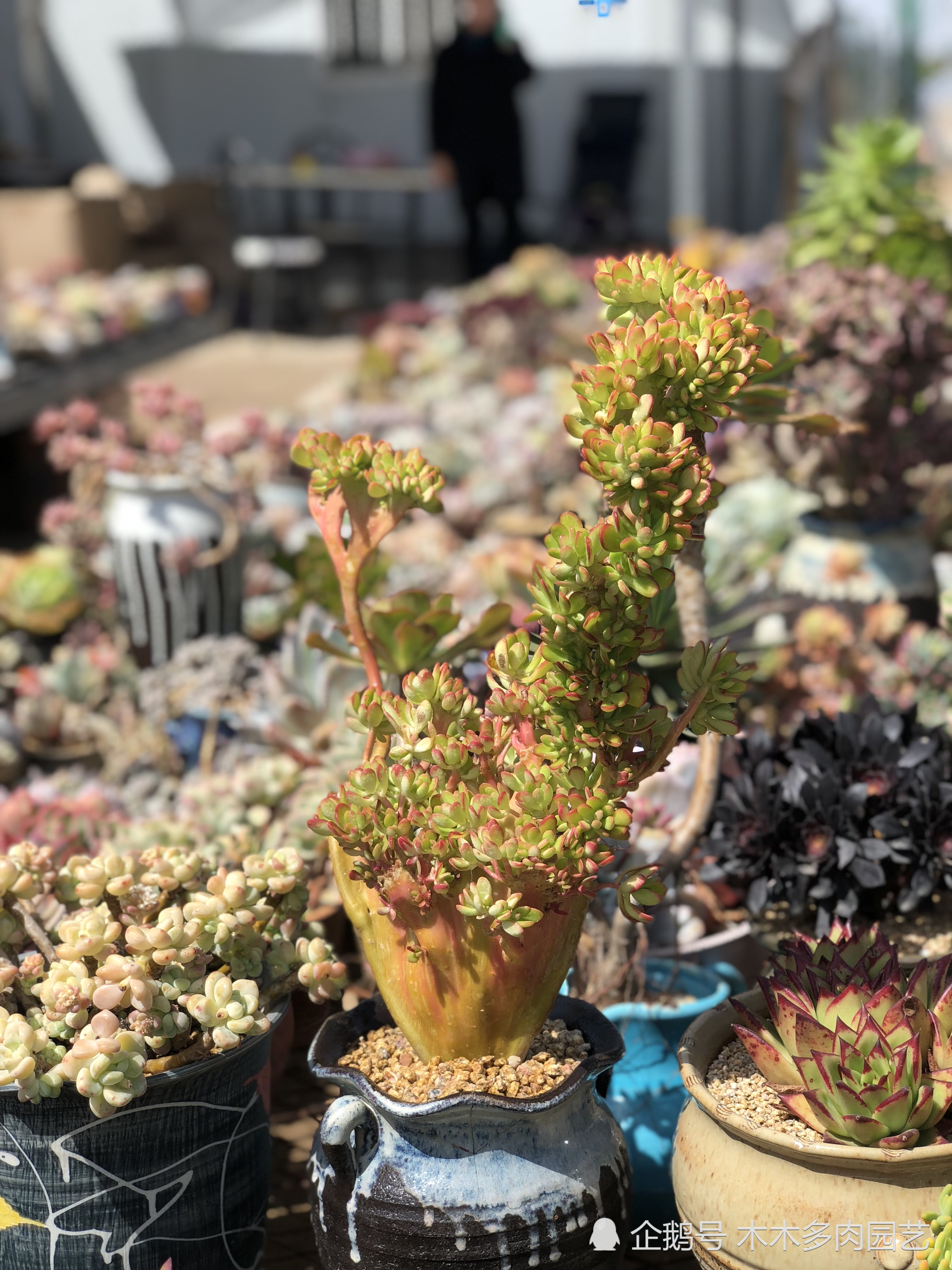 秋天不是多肉最美的季节 却是最适合操刀的季节 尽情折腾吧 看点快报