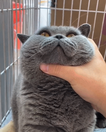 调皮可爱且灵活乖巧的小猫咪乖巧的小眼睛不得不说太乖巧了