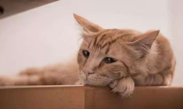 猫耳朵有脏东西 是耳螨 球菌 还是马拉色菌 该怎么办 看点快报