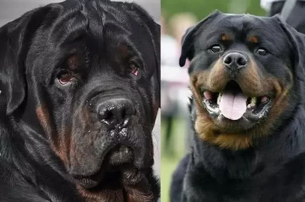 罗威纳,藏獒,德牧,罗威纳犬,德国牧羊犬