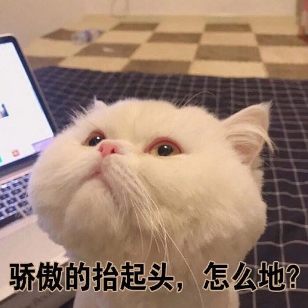 猫咪表情包,猫咪头像