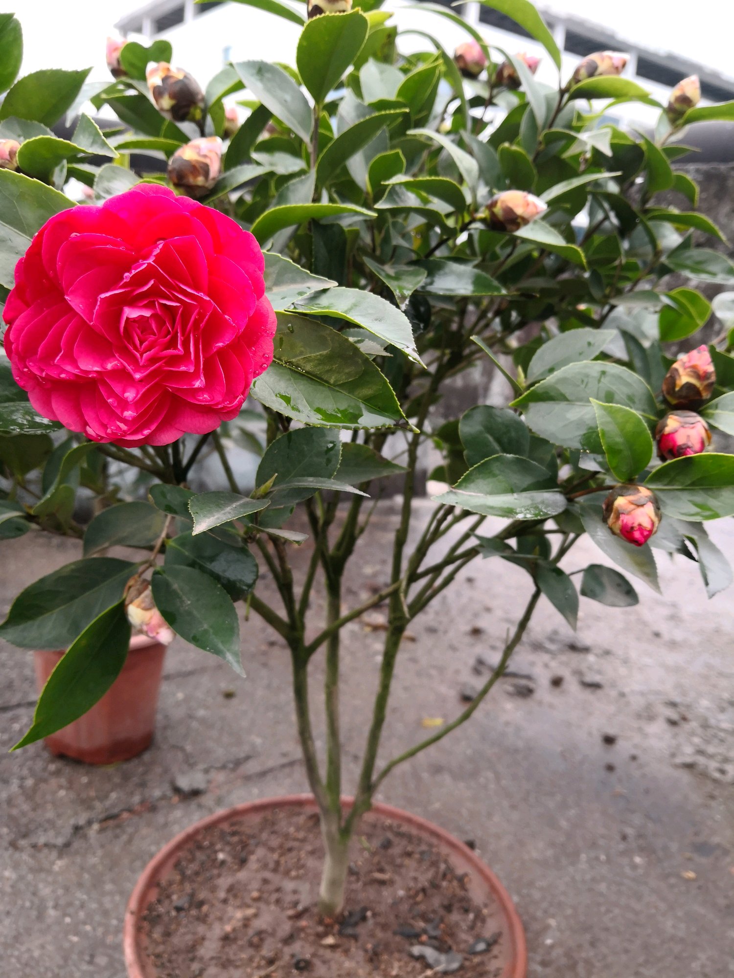 此花是中国传统名花 不输牡丹 花色喜庆 是盆栽佳品 值得栽培 看点快报