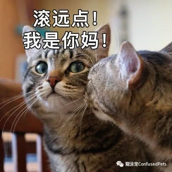 猫咪的母性 母猫爱自己的孩子吗 看点快报