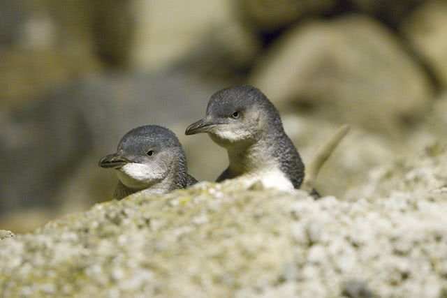 新西兰企鹅盯上寿司店 安家后被警察带走又逃回 看点快报