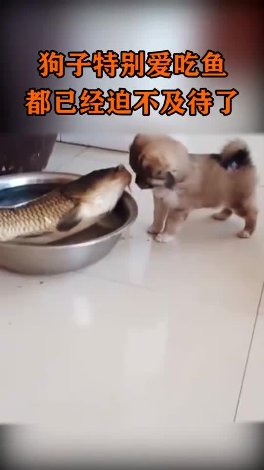 梦见好大好大的鱼和牛狗打架最后鱼还咬我