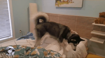 二哈去叫主人起床,结果抵不住