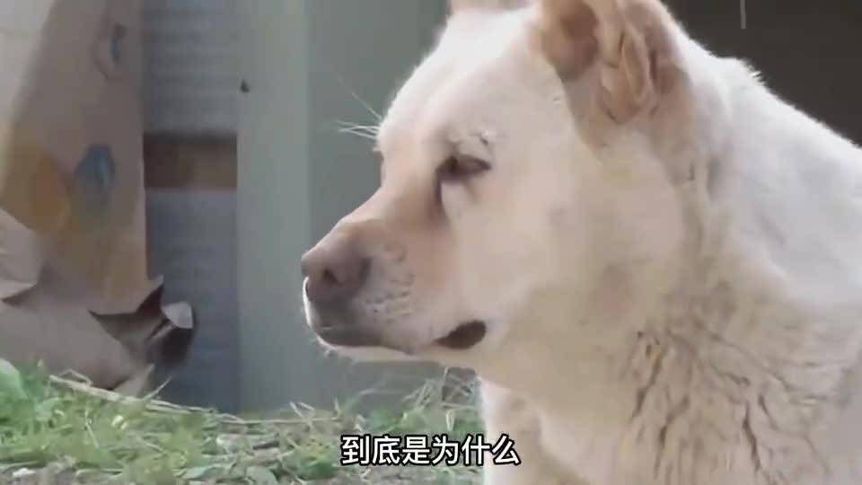 小狗开车恶搞视频，小狗开车恶搞视频大全