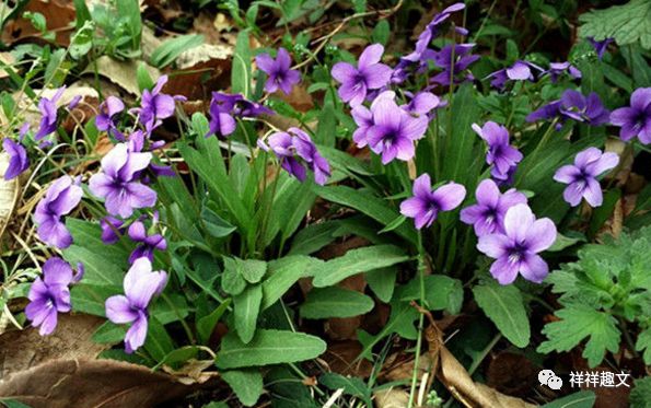 农村常见的这种紫花草 价值很高 如果碰见的话 不要当成杂草 看点快报