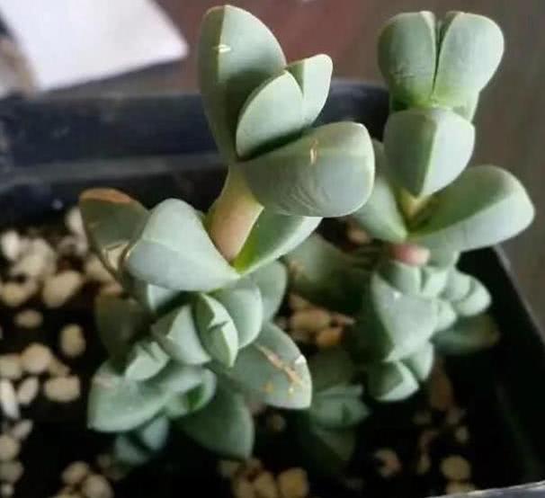 入秋多肉叶子长 皱纹 了解3点原因 对症处理美翻天 看点快报