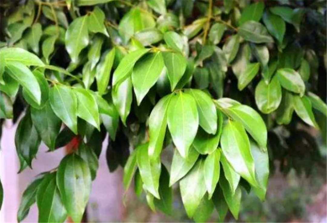 香叶是什么树的叶子 香叶树在陕西 河南能栽种吗 看点快报