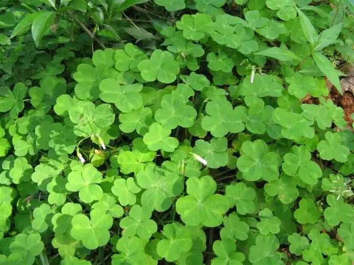 农村的 酸叶草 小时候常吃 殊不知还有药用价值 大家知道吗 看点快报