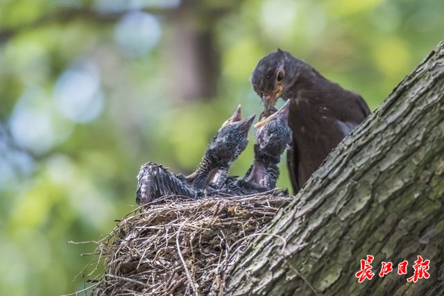 乌鸫育雏期间为什么吃雏鸟屎 原来 看点快报