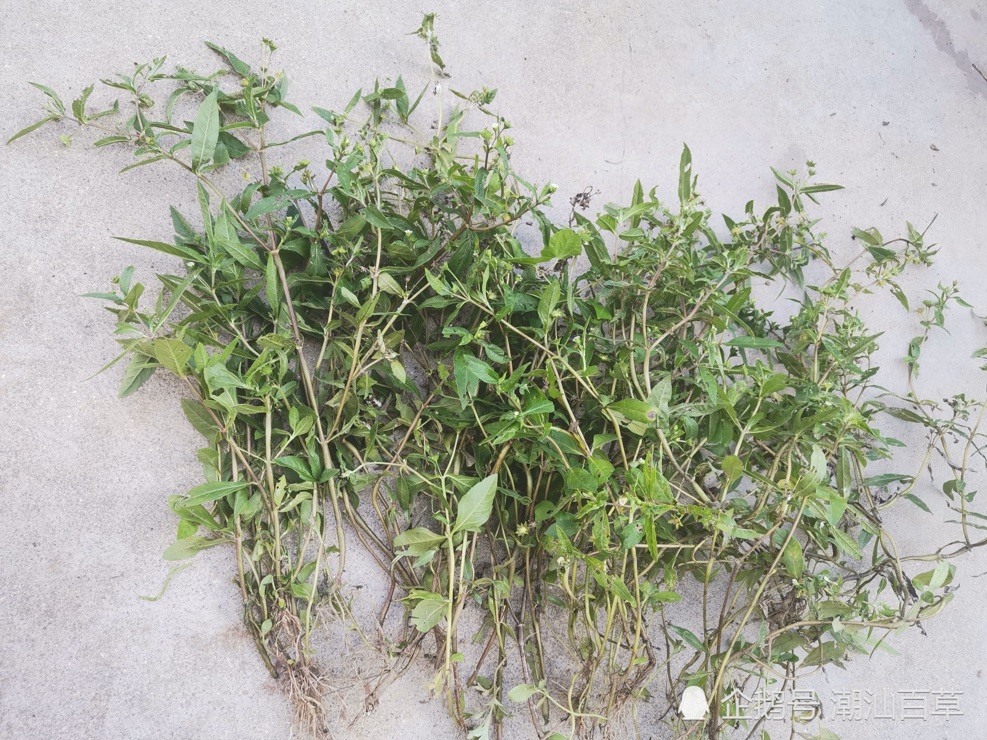 图说系列3:夏至日说旱莲草,潮汕人称做白花磨蜞草