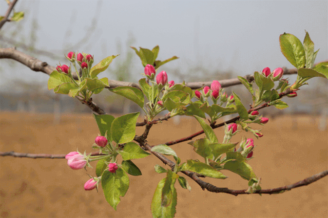 苹果花