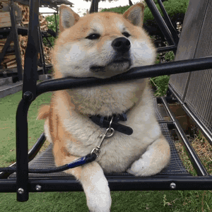 狗狗吃骨头的背后隐患让人胆颤,摆对姿势