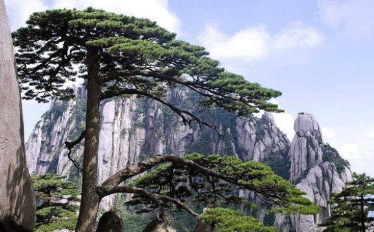 黄山标志性景观,迎客松是一棵