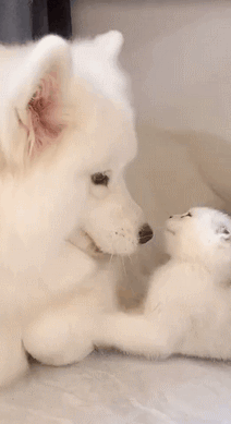 慎点! 这画面挺容易让人受伤的 反正我看哭了 2.