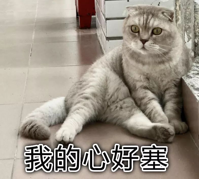 斗图必备猫咪表情包-看点快报