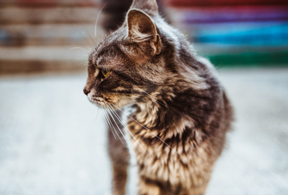 猫咪 呕吐 不是小事 急性呕吐最麻烦 咱找出了12个触发原因 看点快报