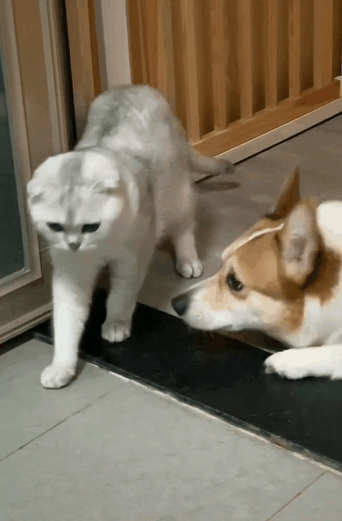 吵架,猫咪,豹子