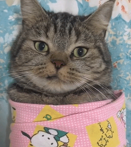 这只可爱的小猫咪,这憨憨的小表情,美到令人窒息.