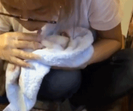 流浪狗分娩时狗崽濒临窒息,女孩为它人工呼吸,可结果却令人惋惜