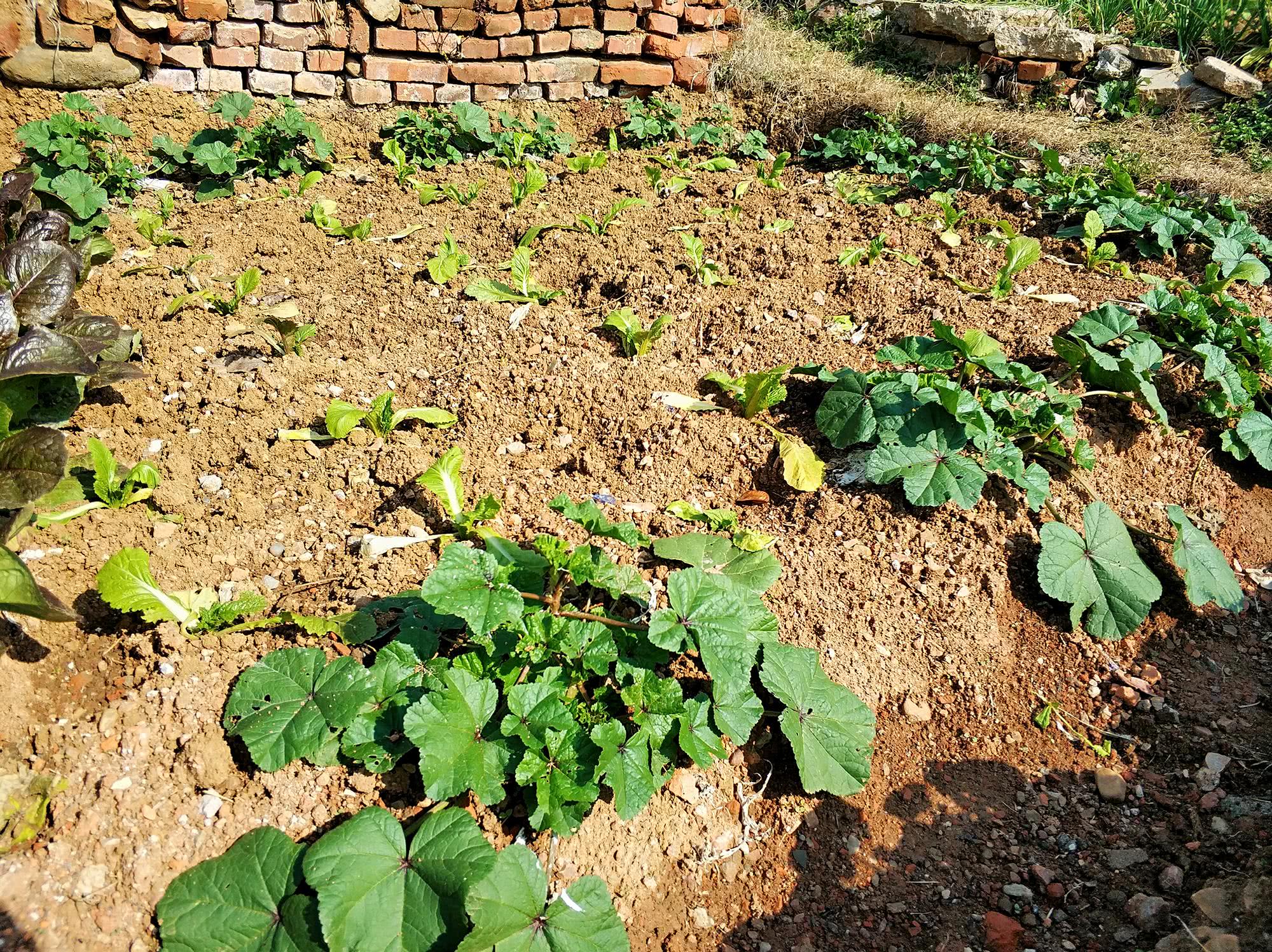 种植超2千年 曾是蔬菜之王 如今却沦为野菜 少有人知它含钙高 看点快报