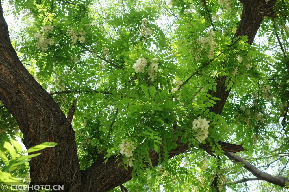 2020年4月29日,北京市海淀区一小区内的洋槐树枝叶茂密.
