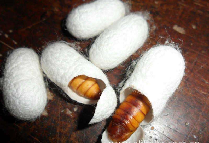 山西发现6000年古遗址,挖出半个神秘蚕茧,却颠覆了