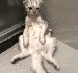 生无可恋 2.把猫摁住理个发