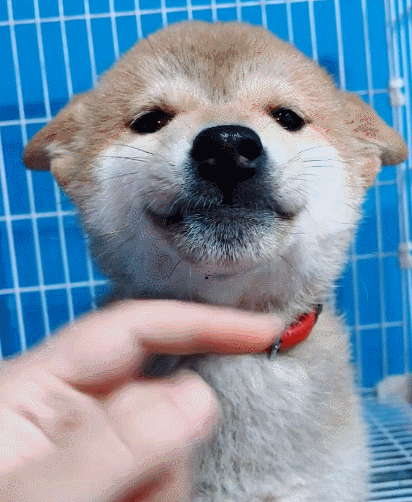 汪星人,二货,萌宠,生活趣事