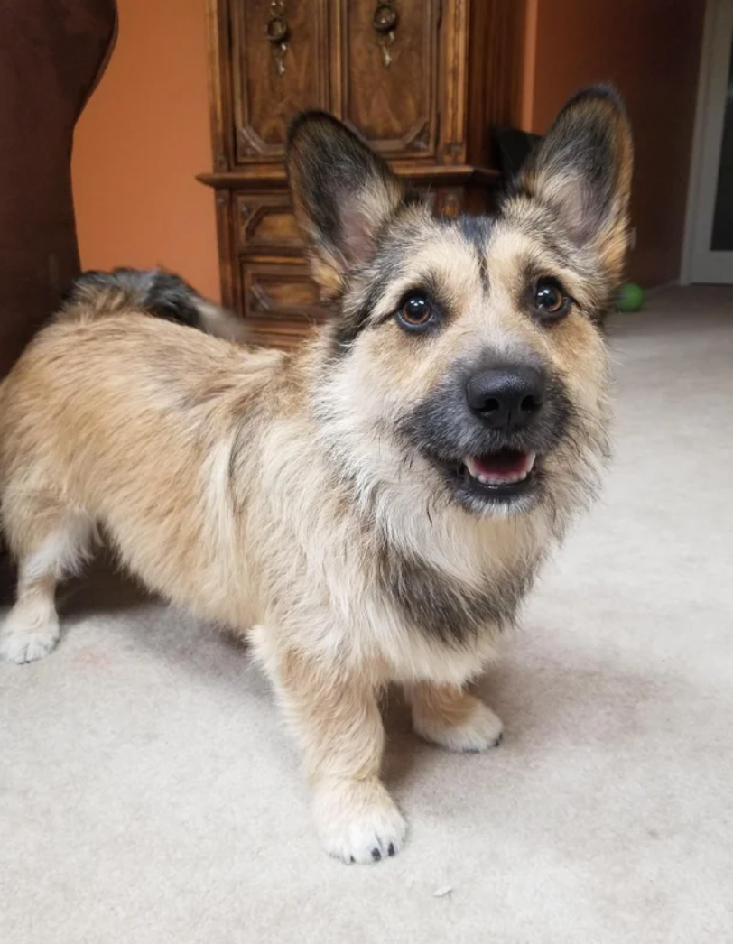 主人养了只串串狗,网友仔细一看笑翻,这是柯基和德牧的混血?