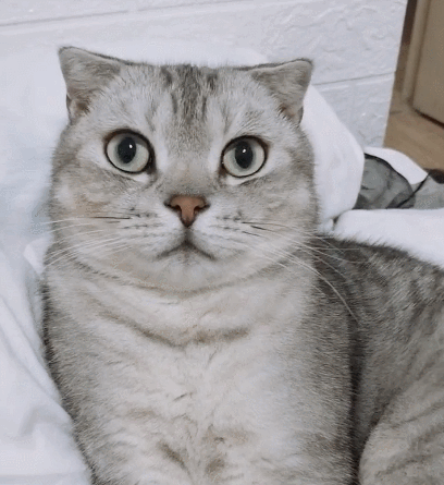 可爱迷人的小猫咪,伸着小脑袋张望着,太惹人喜爱了!