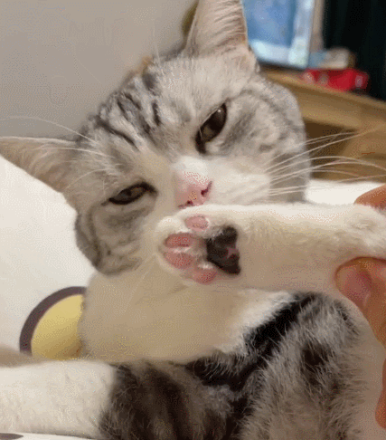 聪慧的小萌猫,看这软萌的小表情,简直可爱到极致了.