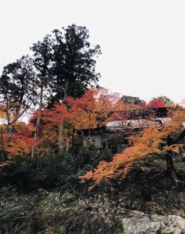 岚山保津峡游船看尽两岸层林浸染的红叶风光 游动的新体验 看点快报