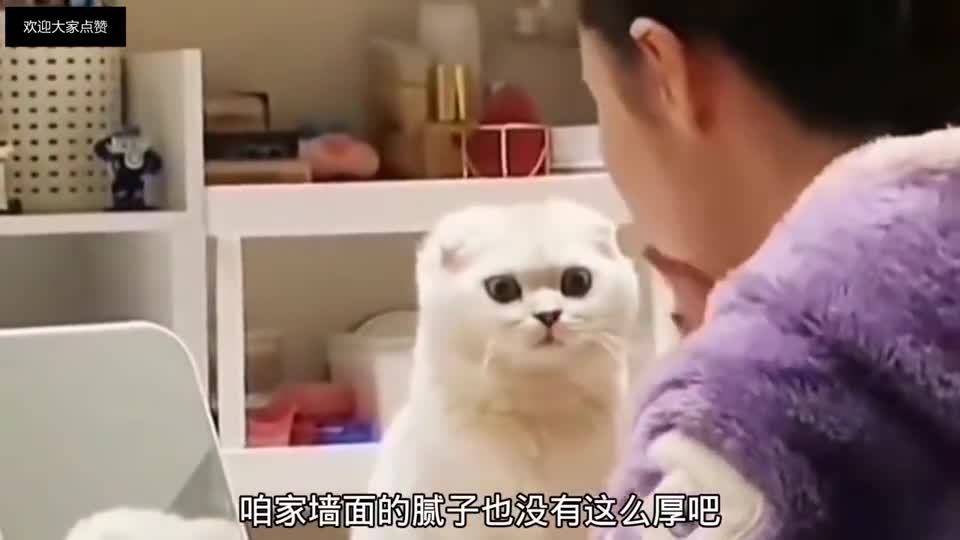 脱口秀段子猫咪，脱口秀经典段子稿子