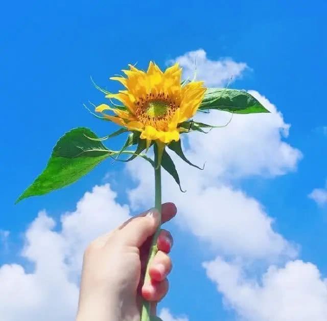 好心情的唯美句子好心情说说唯美句子简短