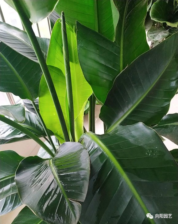 北欧四兄弟,4种阔叶植物,养在家里能加湿,夏季不用怕燥热天