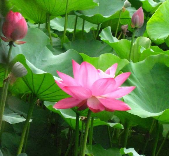 水生植物的 花花世界 看点快报