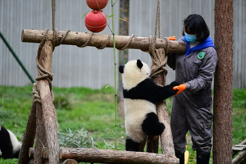 中国大熊猫保护研究中心:尚无大熊猫感染 部分基地近期恢复开放