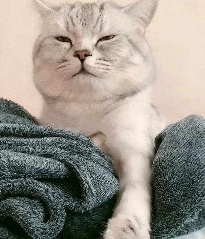 这只小喵喵好可爱啊,这呆萌萌的模样,真是太招人喜爱了!